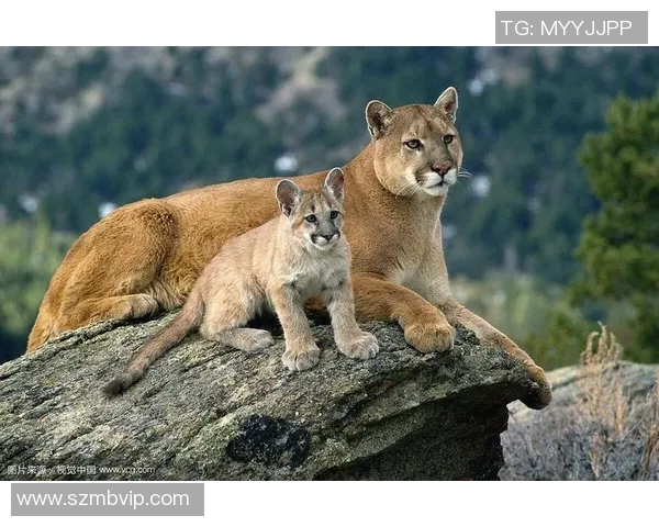 美洲狮与阿特拉斯的精彩对决视频全景解析与精彩瞬间回顾